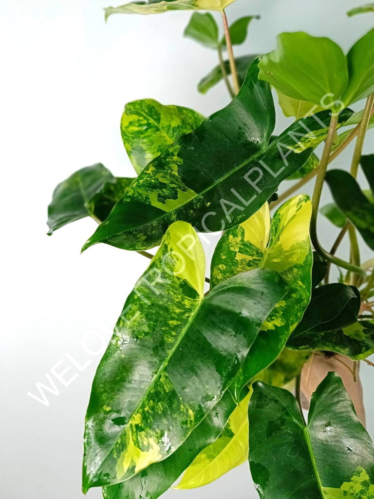 Philodendron burle marx variegata XL