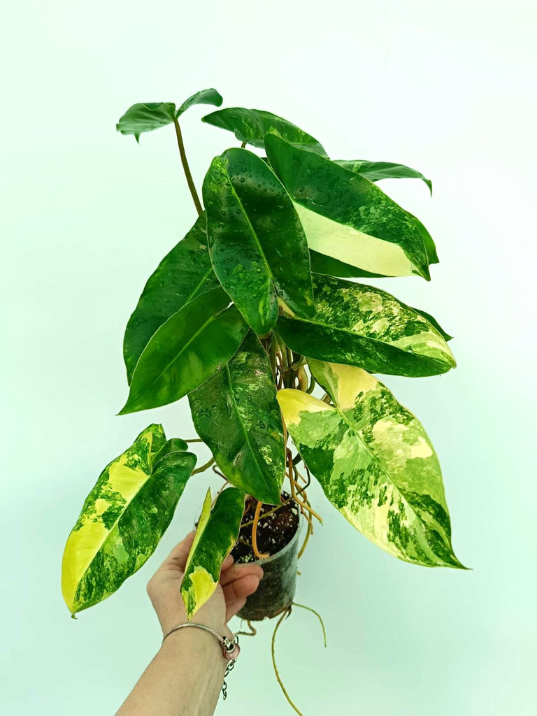 Philodendron burle marx variegata