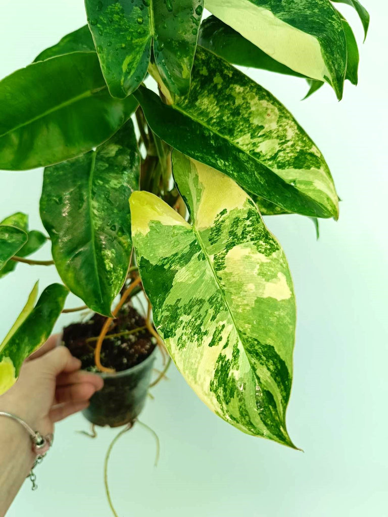 Philodendron burle marx variegata