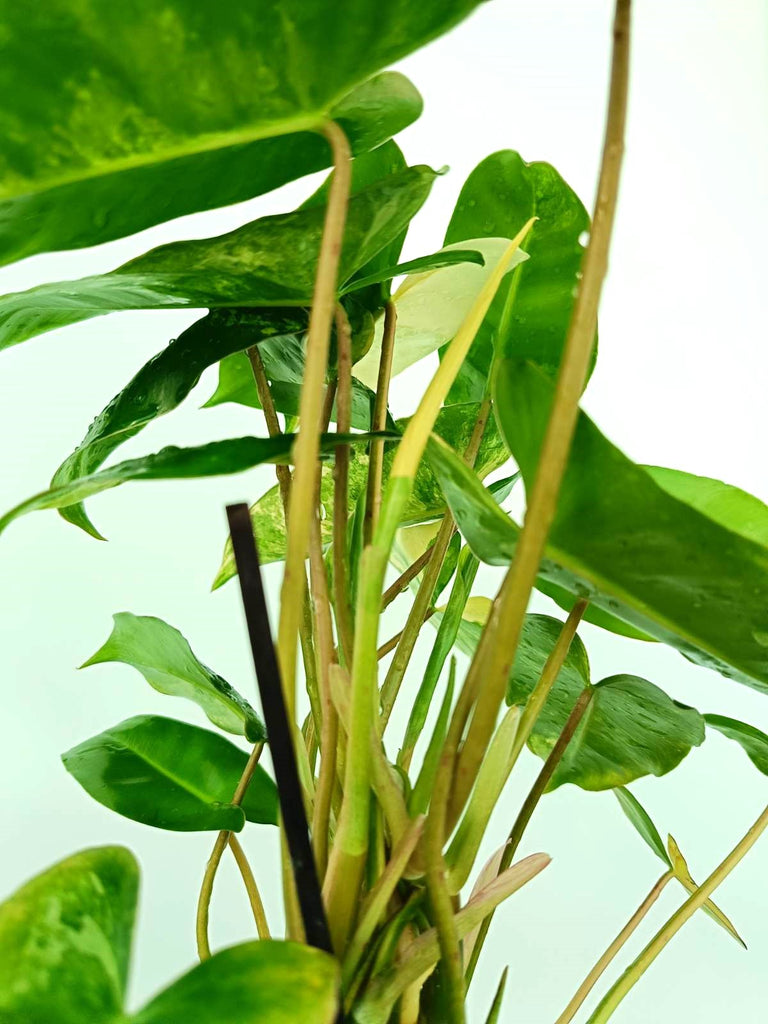 Philodendron burle marx variegata