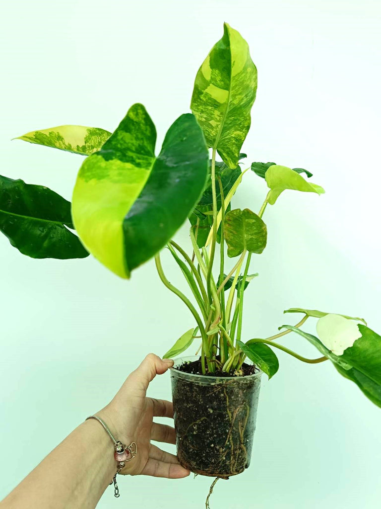 Philodendron burle marx variegata