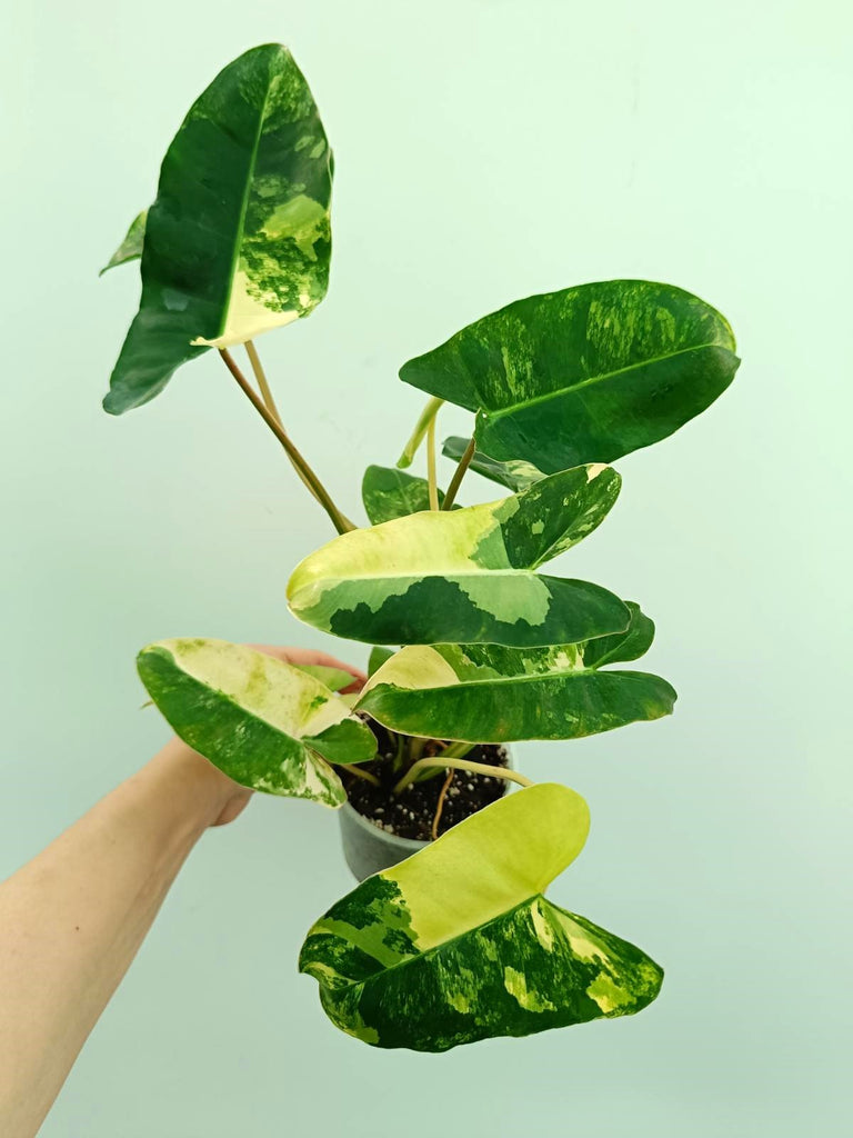 Philodendron burle marx variegata