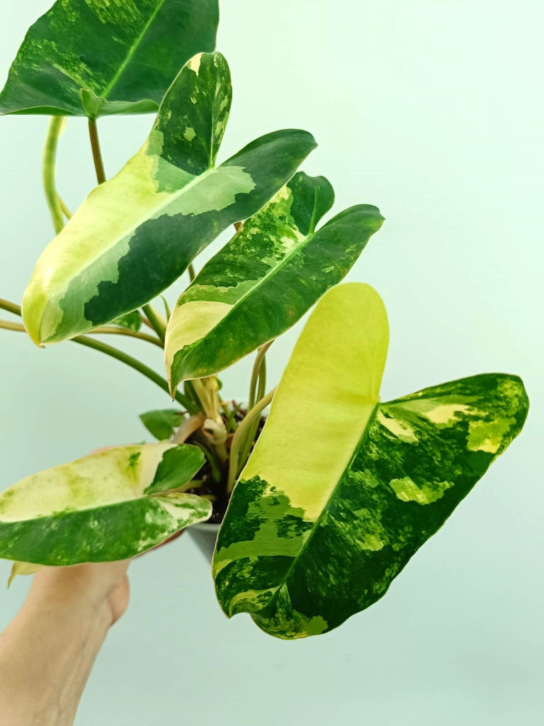 Philodendron burle marx variegata