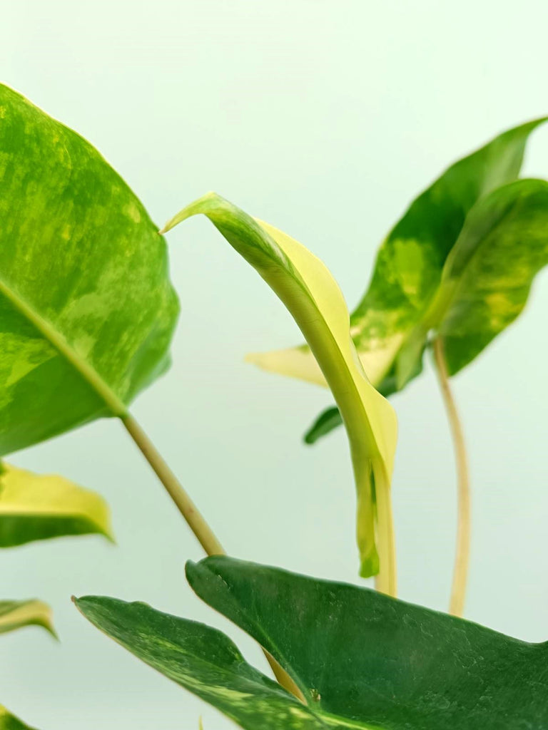 Philodendron burle marx variegata