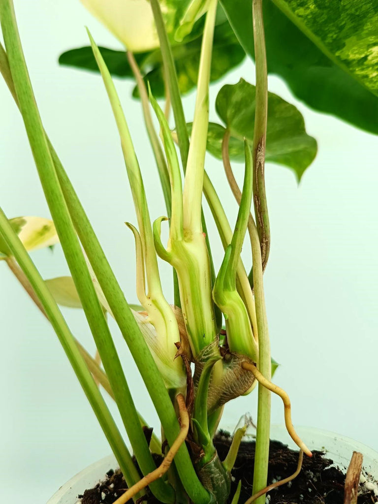 Philodendron burle marx variegata