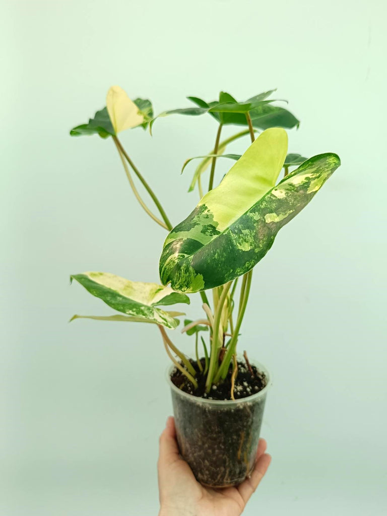 Philodendron burle marx variegata