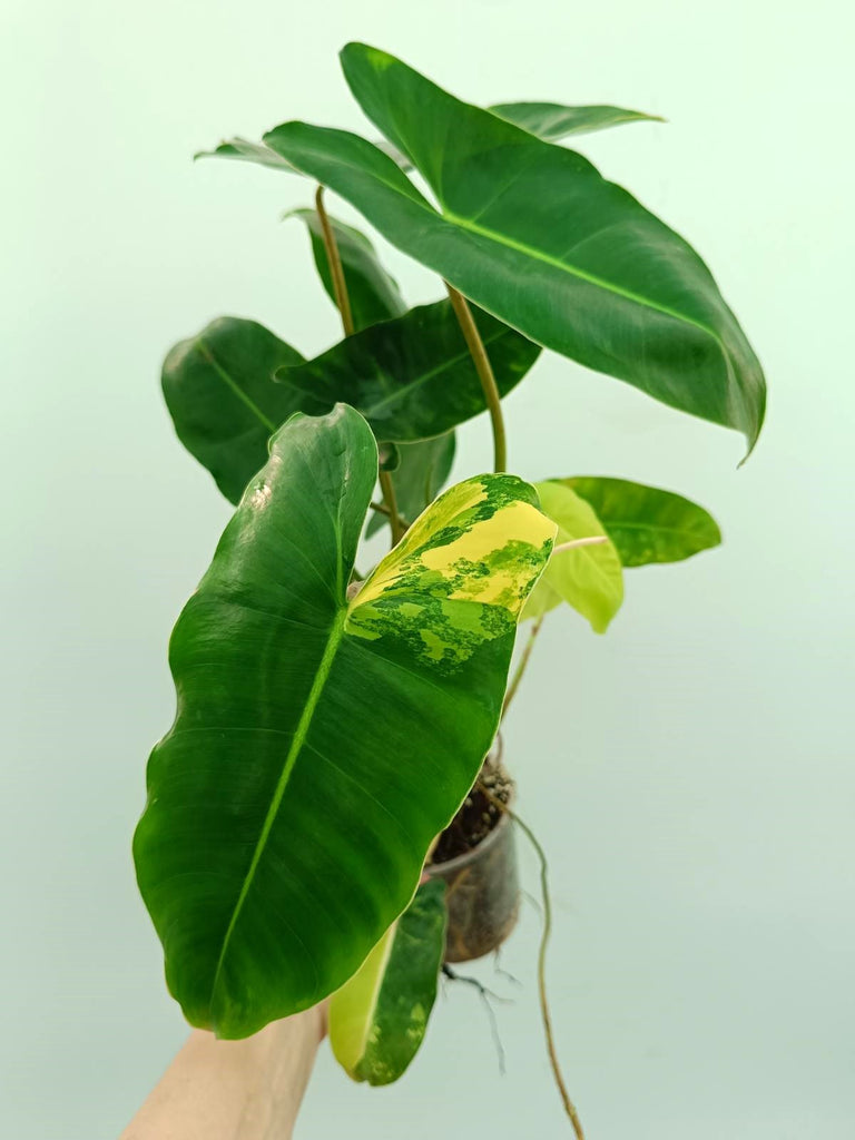 Philodendron burle marx variegata