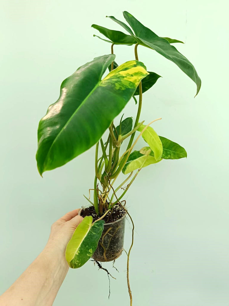 Philodendron burle marx variegata