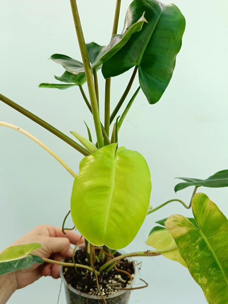 Philodendron burle marx variegata