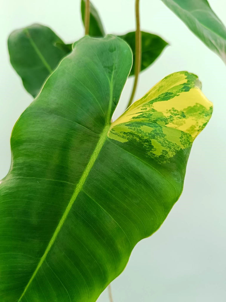 Philodendron burle marx variegata