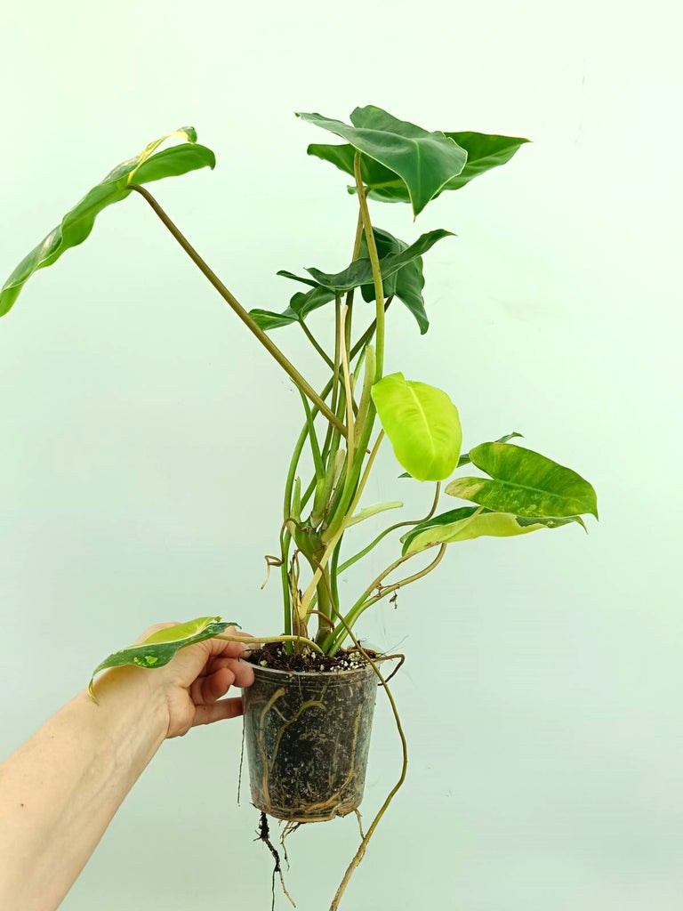 Philodendron burle marx variegata