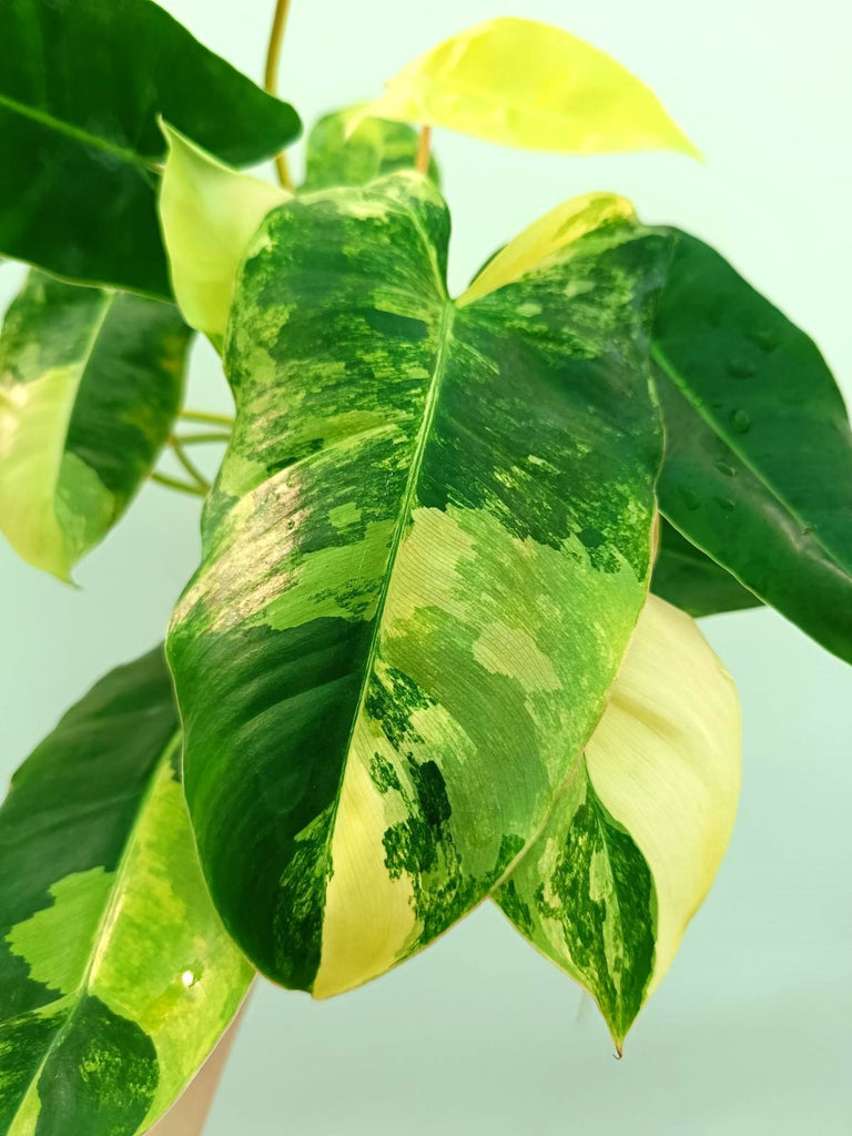 Philodendron burle marx variegata