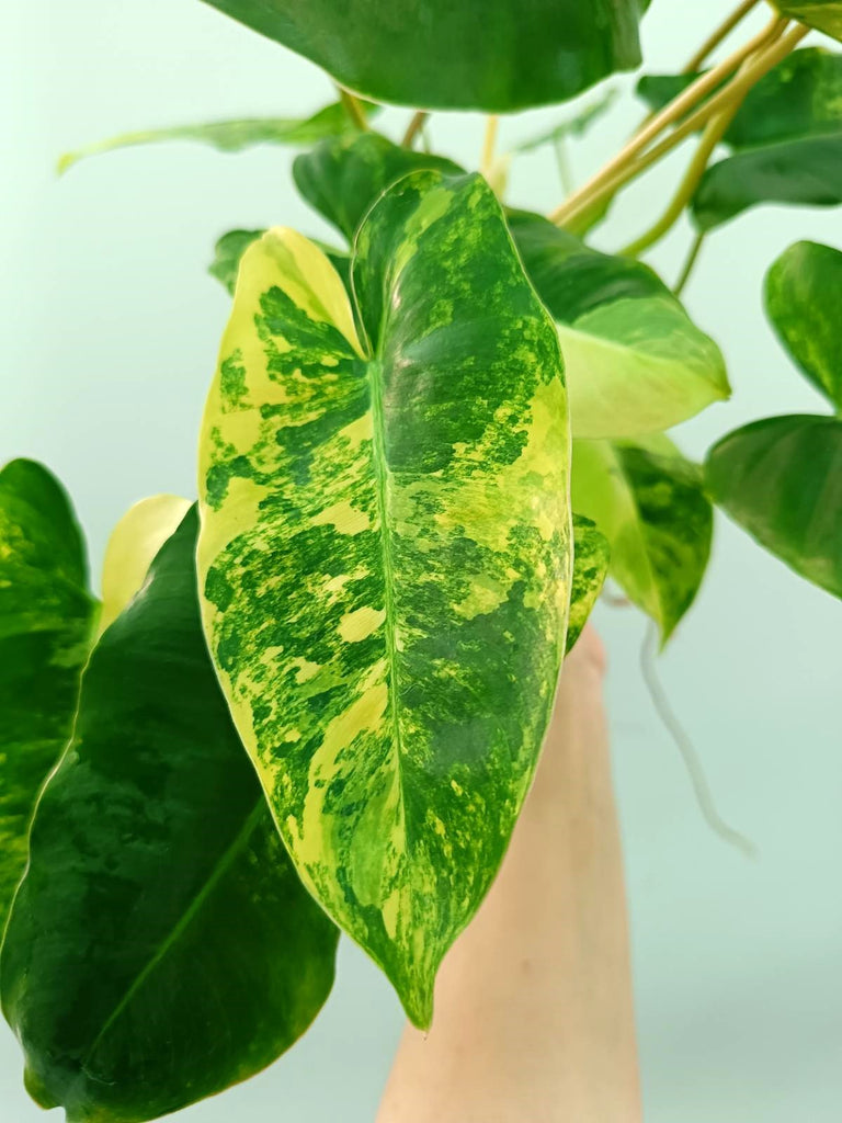 Philodendron burle marx variegata