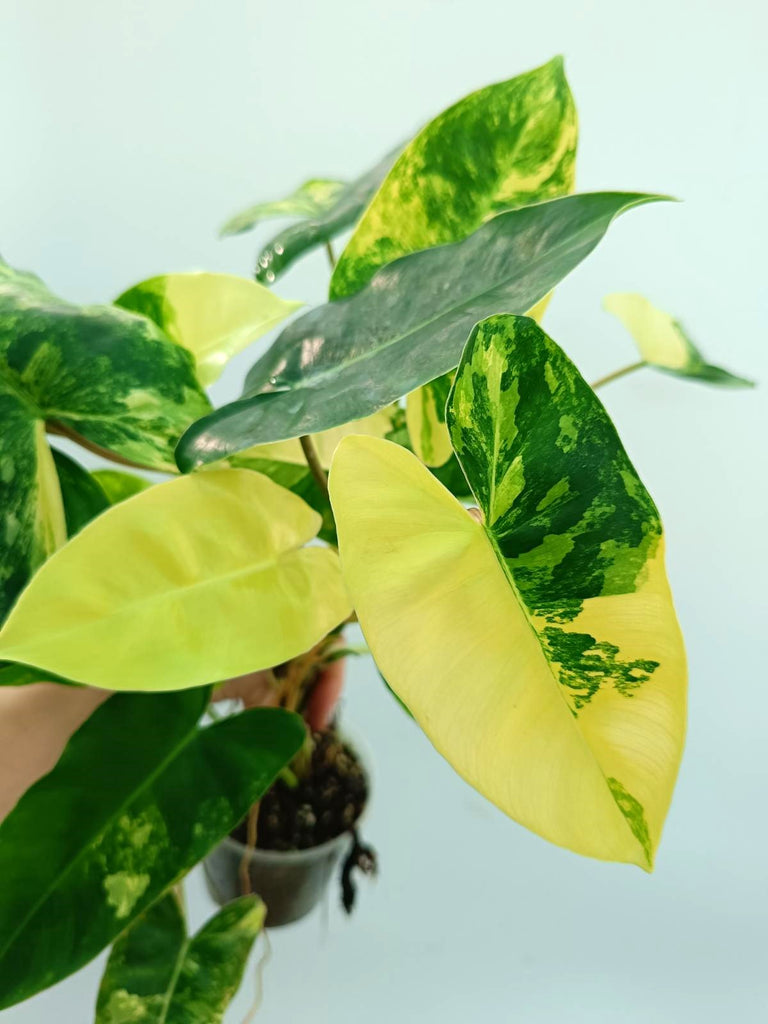 Philodendron burle marx variegata