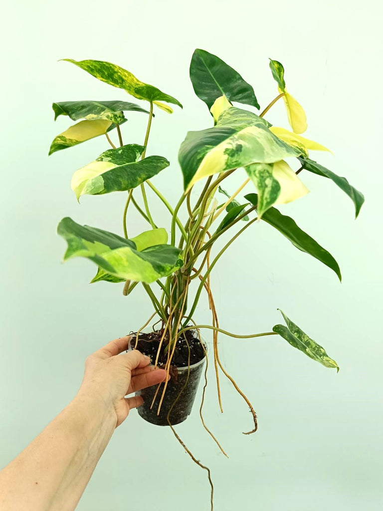 Philodendron burle marx variegata