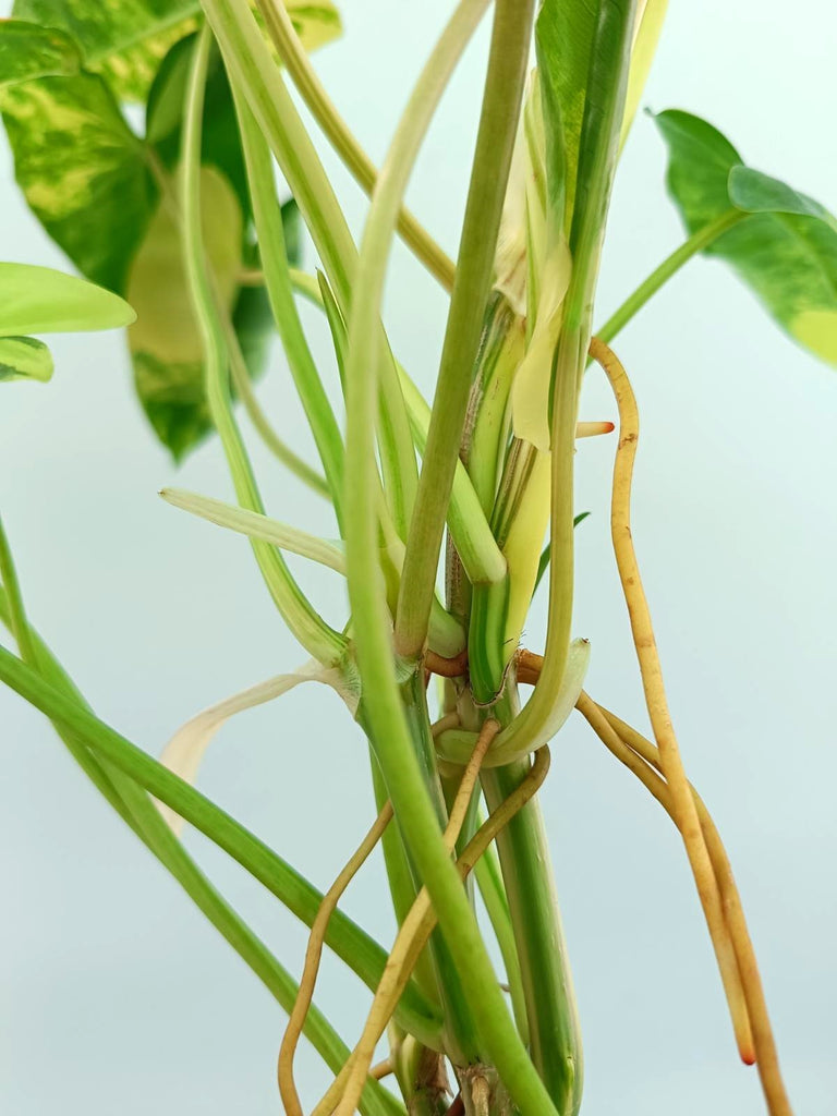 Philodendron burle marx variegata