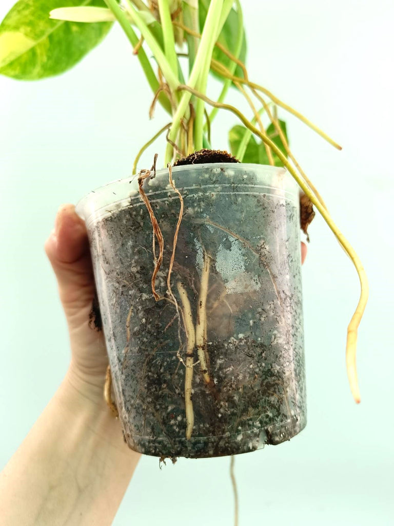 Philodendron burle marx variegata