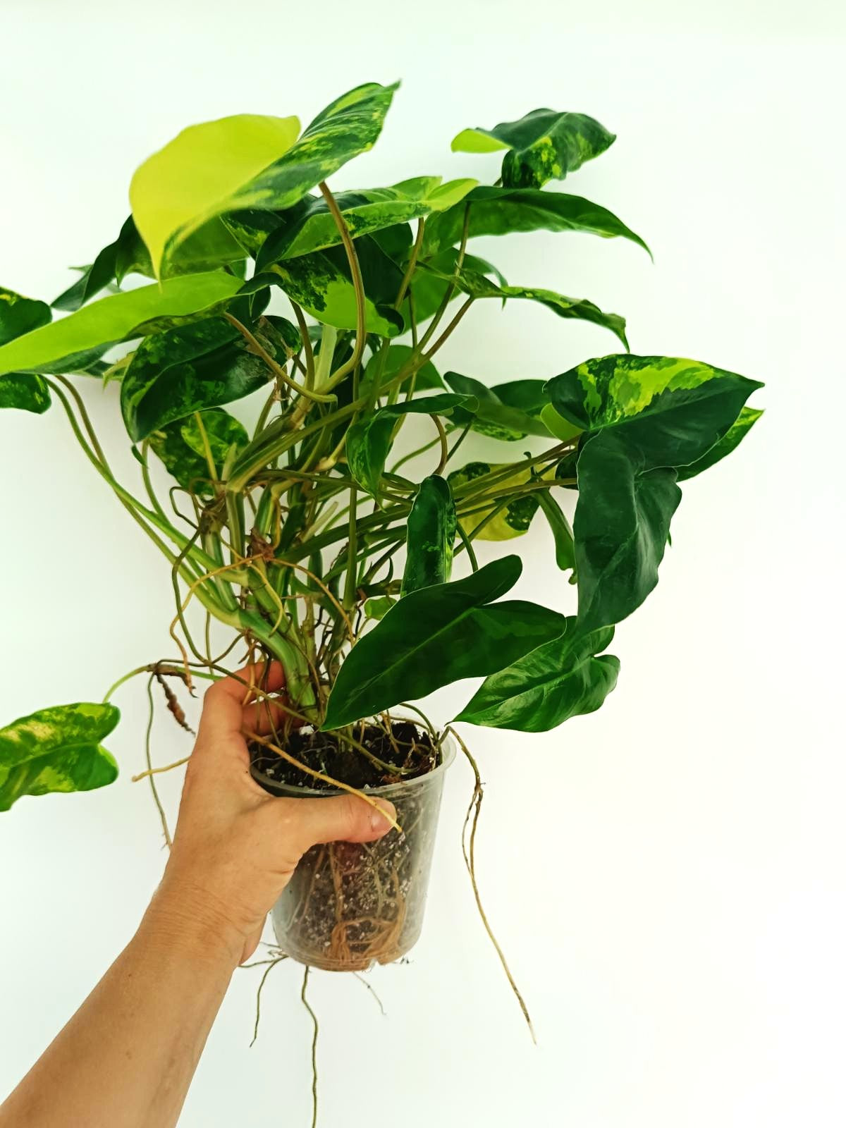 Philodendron burle marx variegata