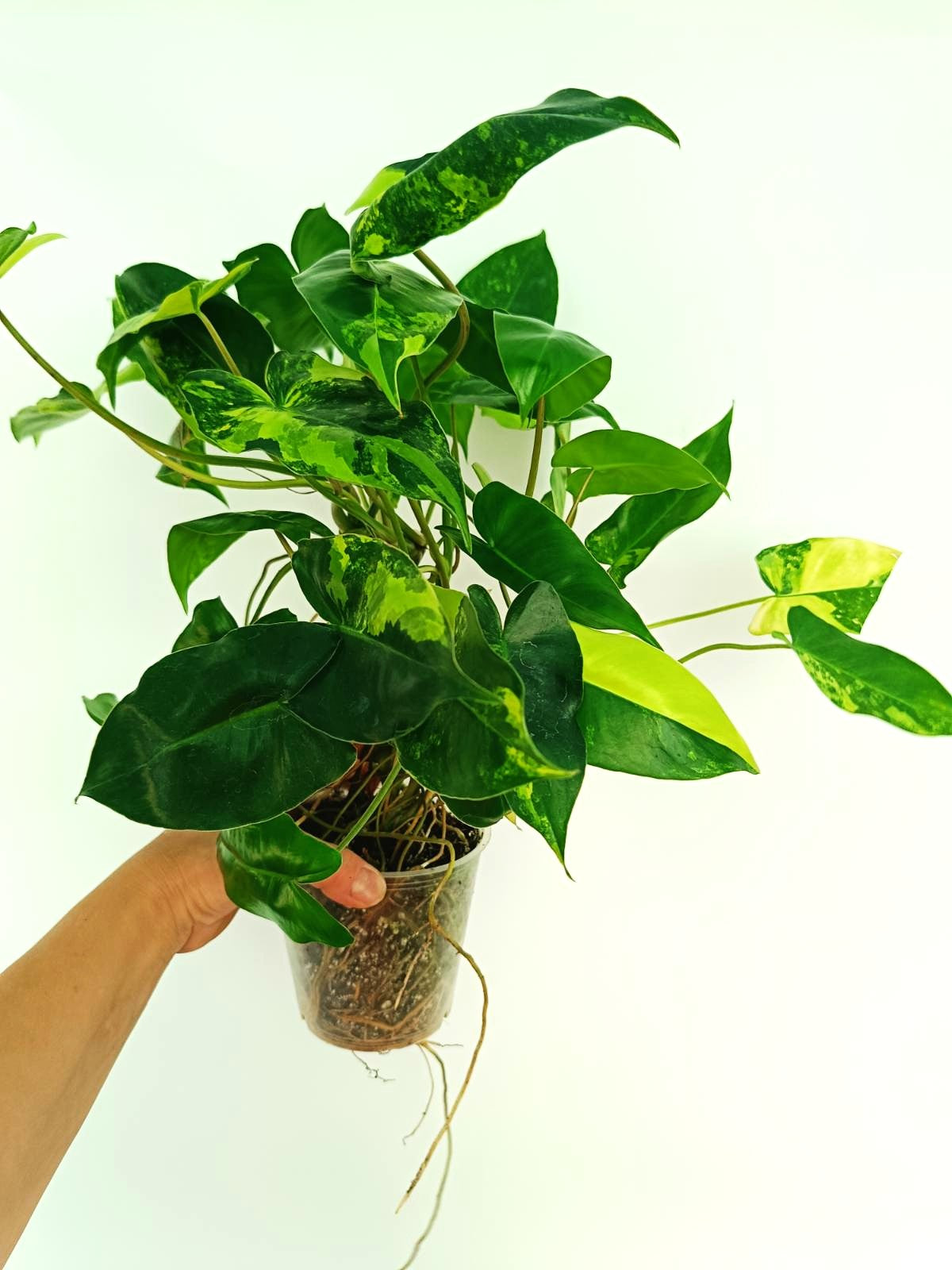 Philodendron burle marx variegata