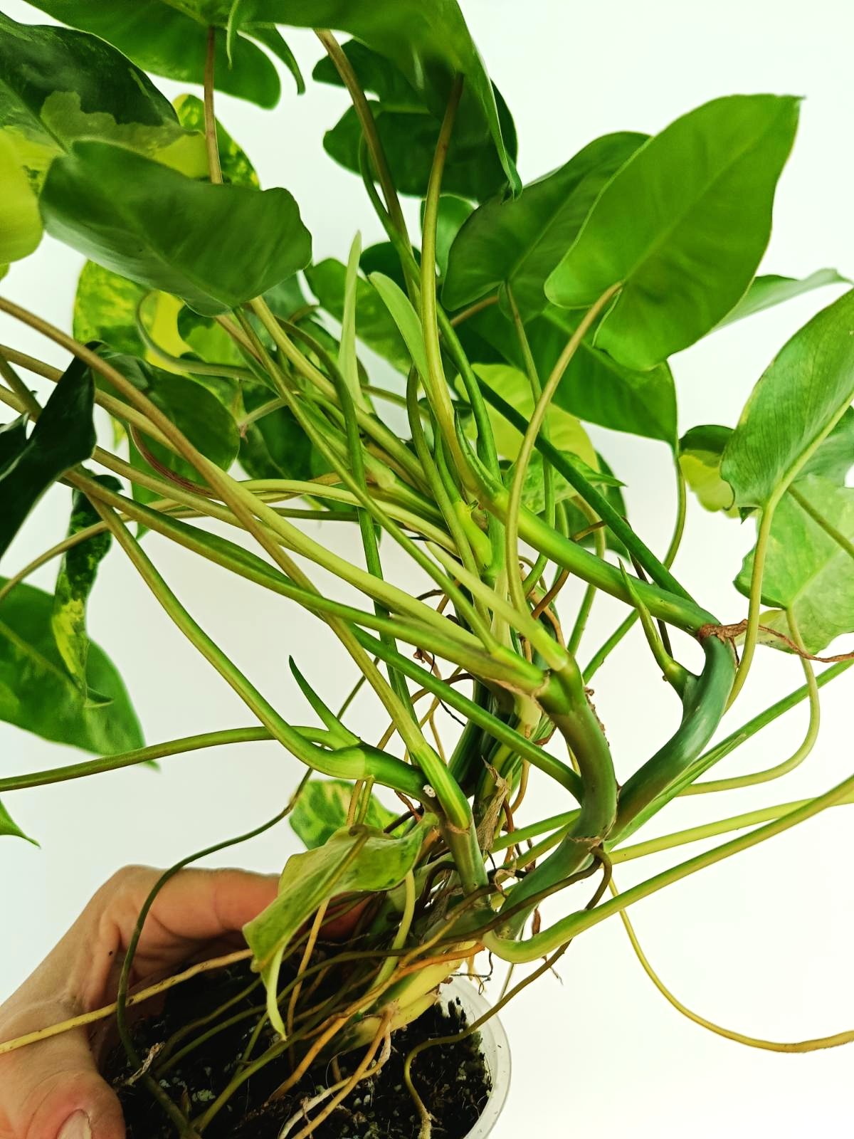 Philodendron burle marx variegata