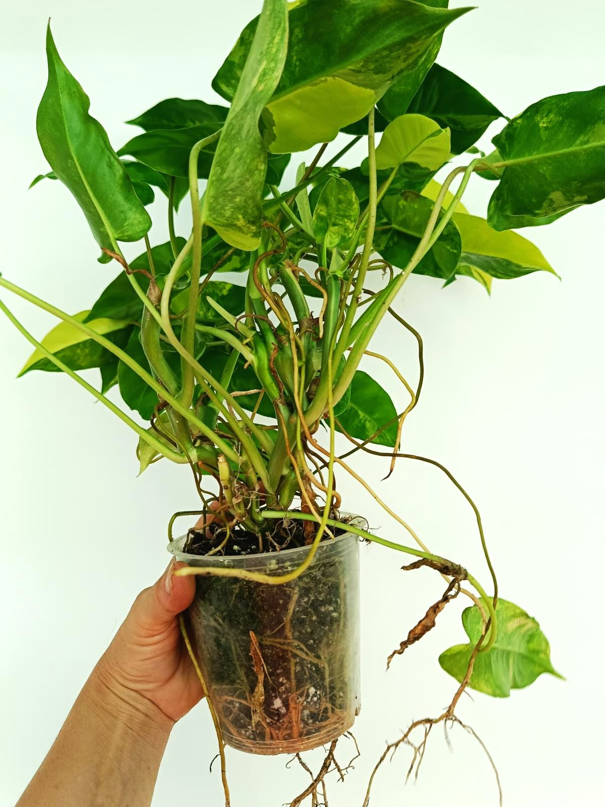 Philodendron burle marx variegata