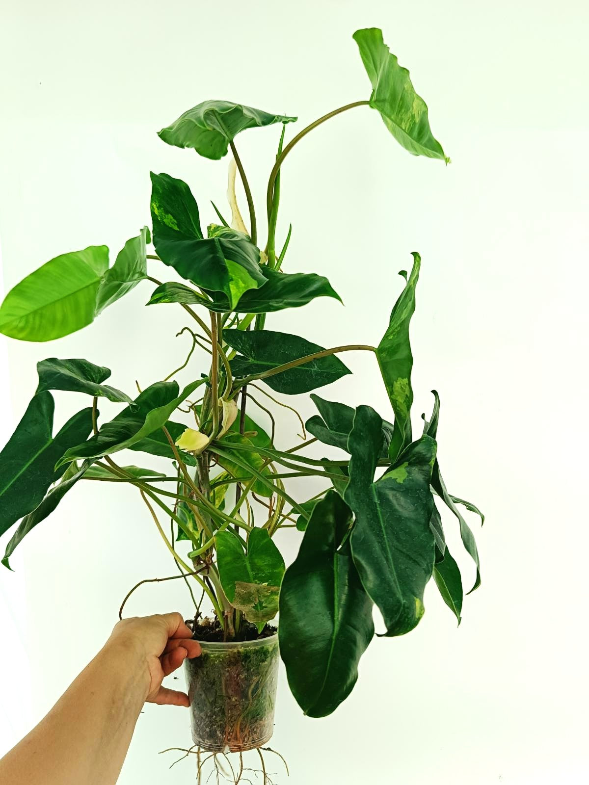 33」Philodendron Burle Marx Mint フィロデンドロン バールマルクス