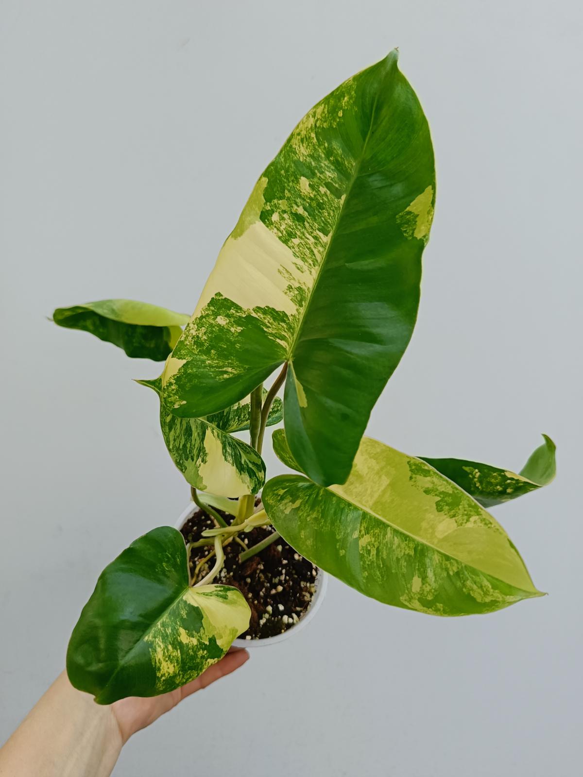 Philodendron burle marx variegated