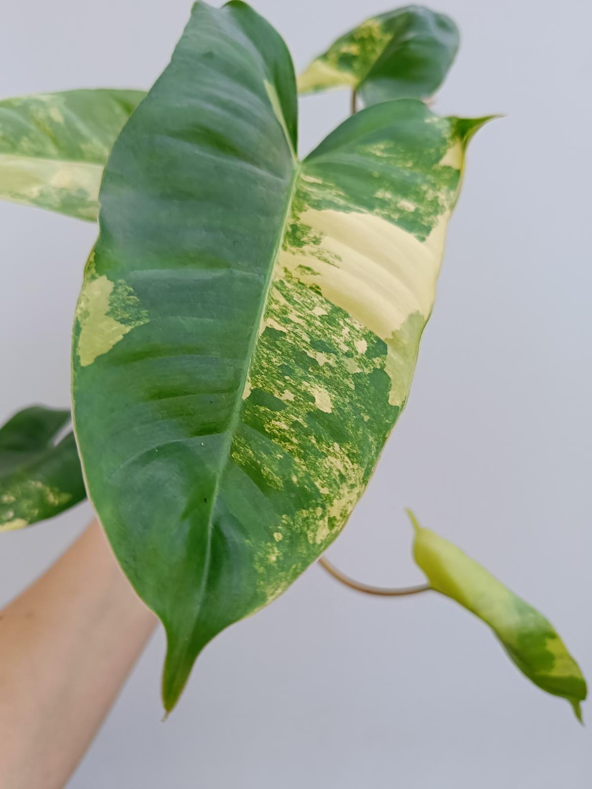 Philodendron burle marx variegated