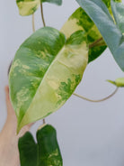 Philodendron burle marx variegated