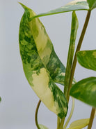 Philodendron burle marx variegated