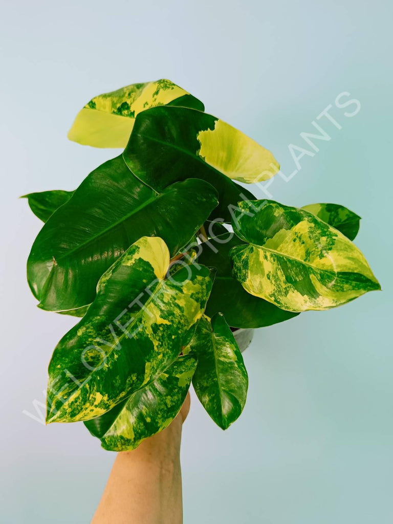 Philodendron burle marx variegata