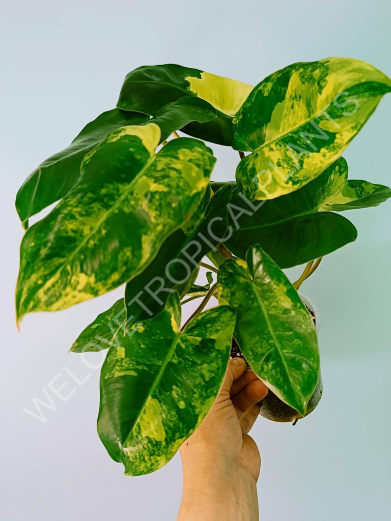 Philodendron burle marx variegata