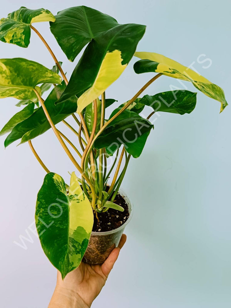 Philodendron burle marx variegata