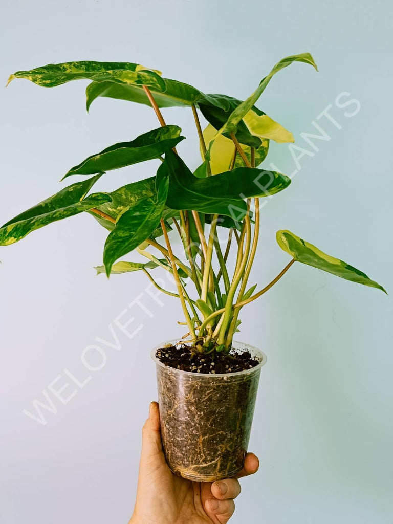 Philodendron burle marx variegata