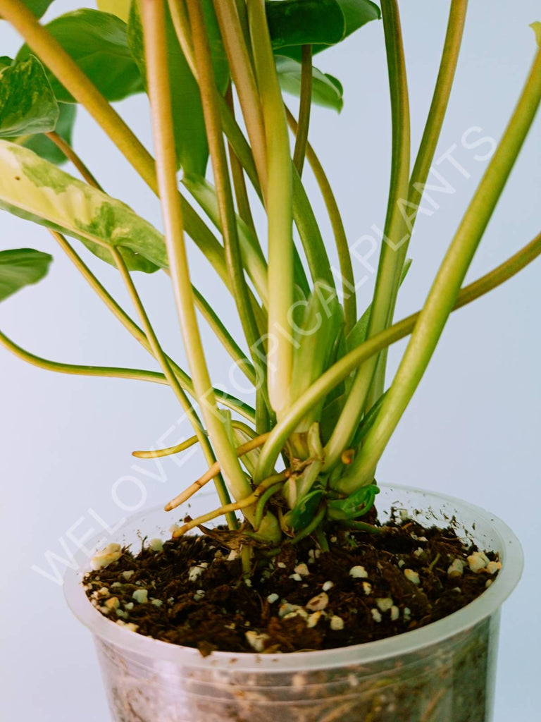 Philodendron burle marx variegata