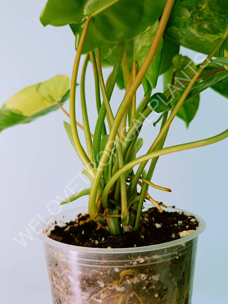 Philodendron burle marx variegata