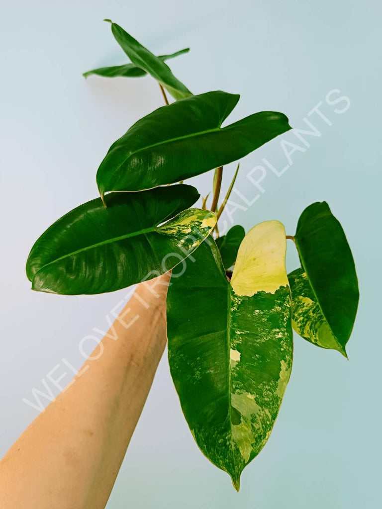 Philodendron burle marx variegata