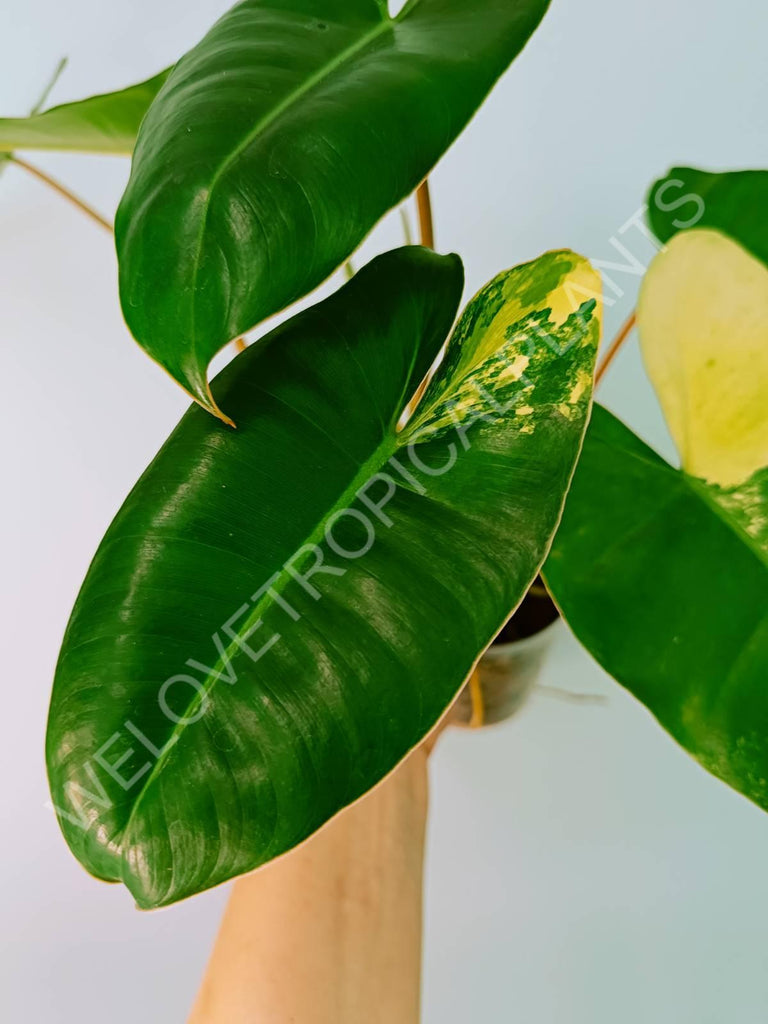 Philodendron burle marx variegata