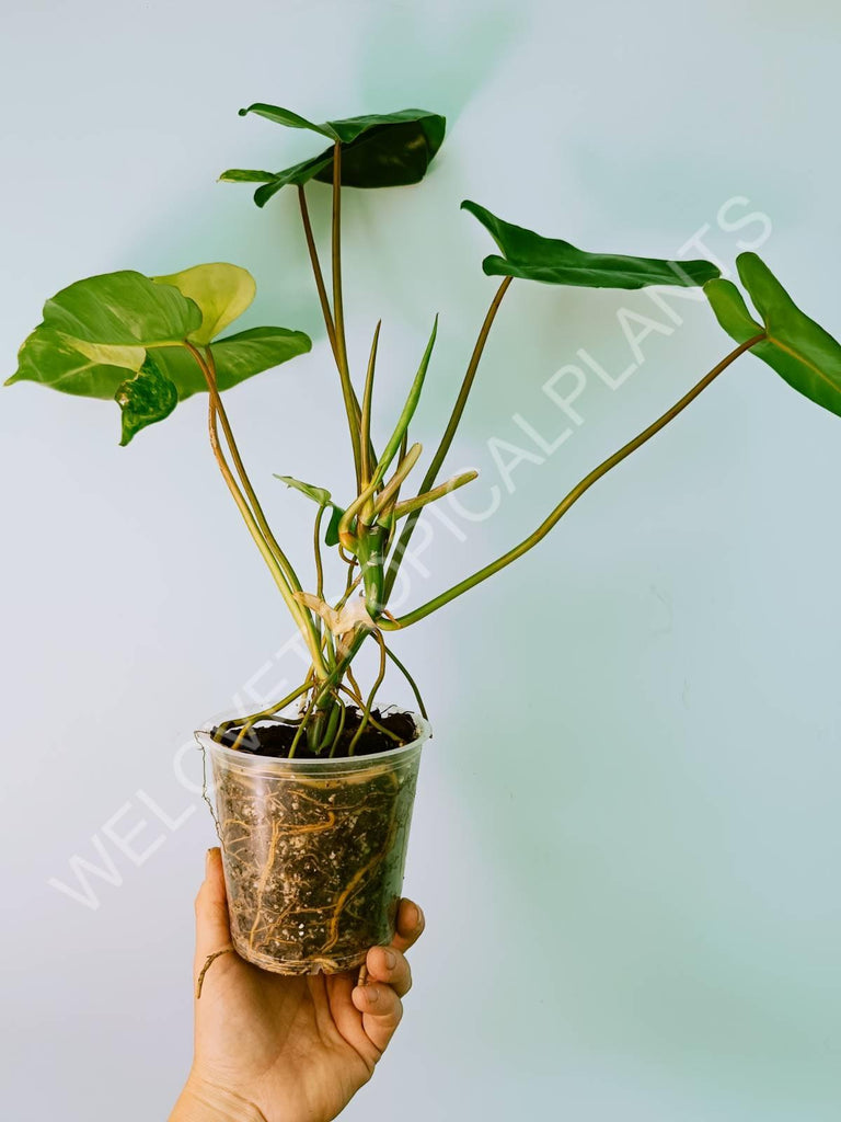 Philodendron burle marx variegata