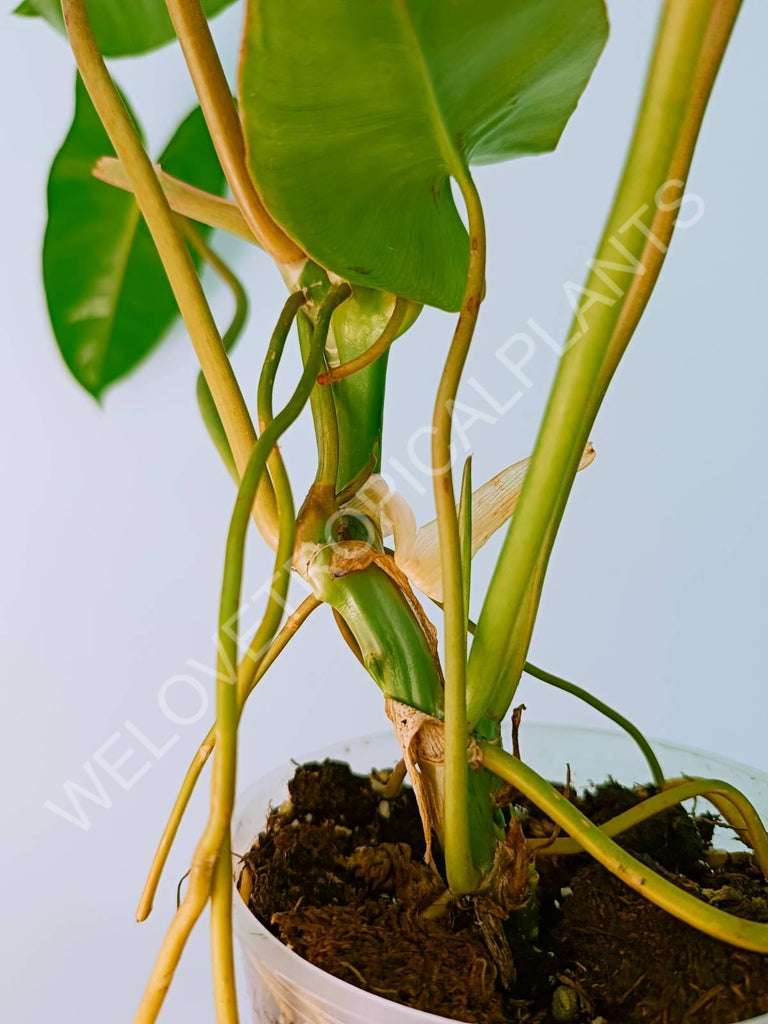 Philodendron burle marx variegata