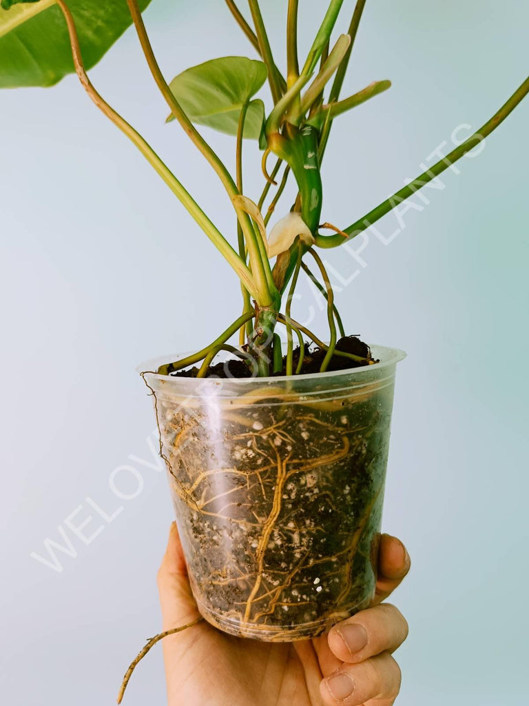 Philodendron burle marx variegata