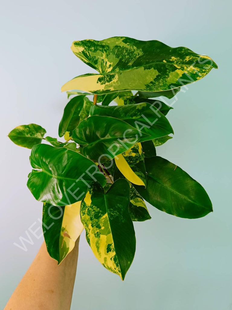 Philodendron burle marx variegata