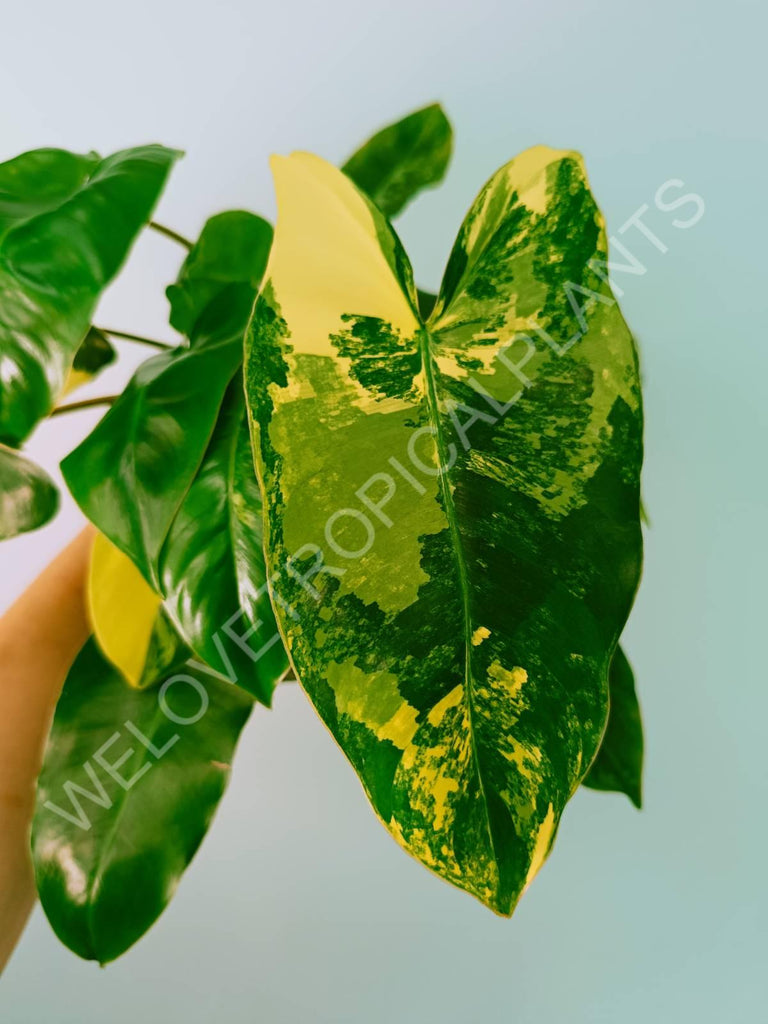 Philodendron burle marx variegata