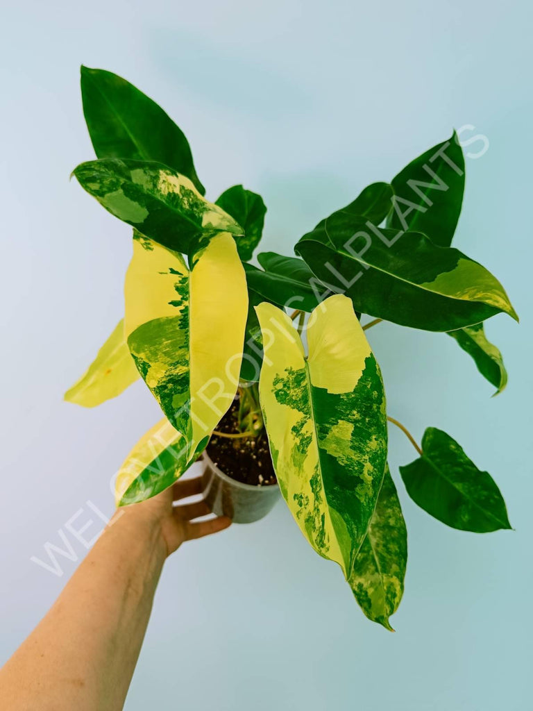 Philodendron burle marx variegata