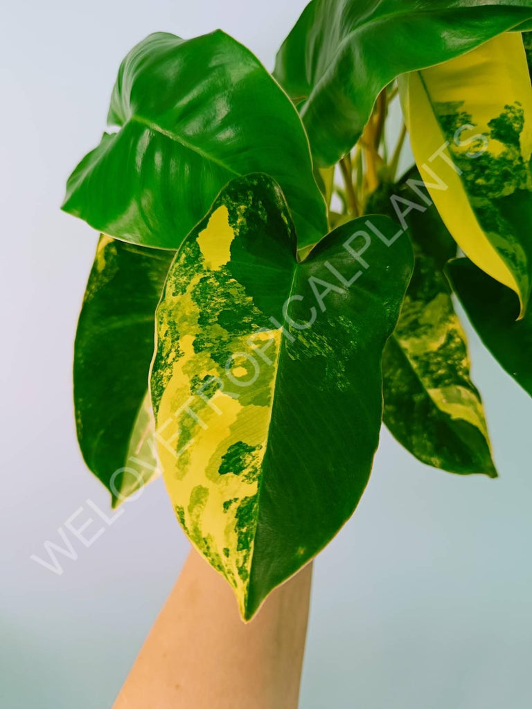 Philodendron burle marx variegata