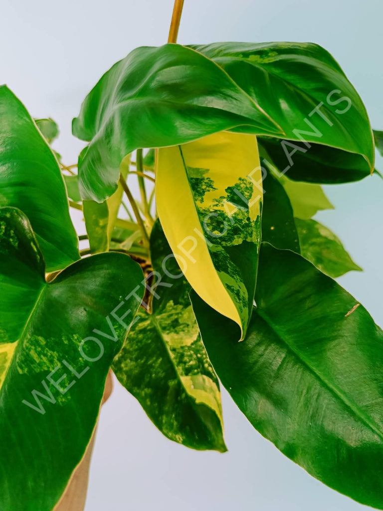 Philodendron burle marx variegata