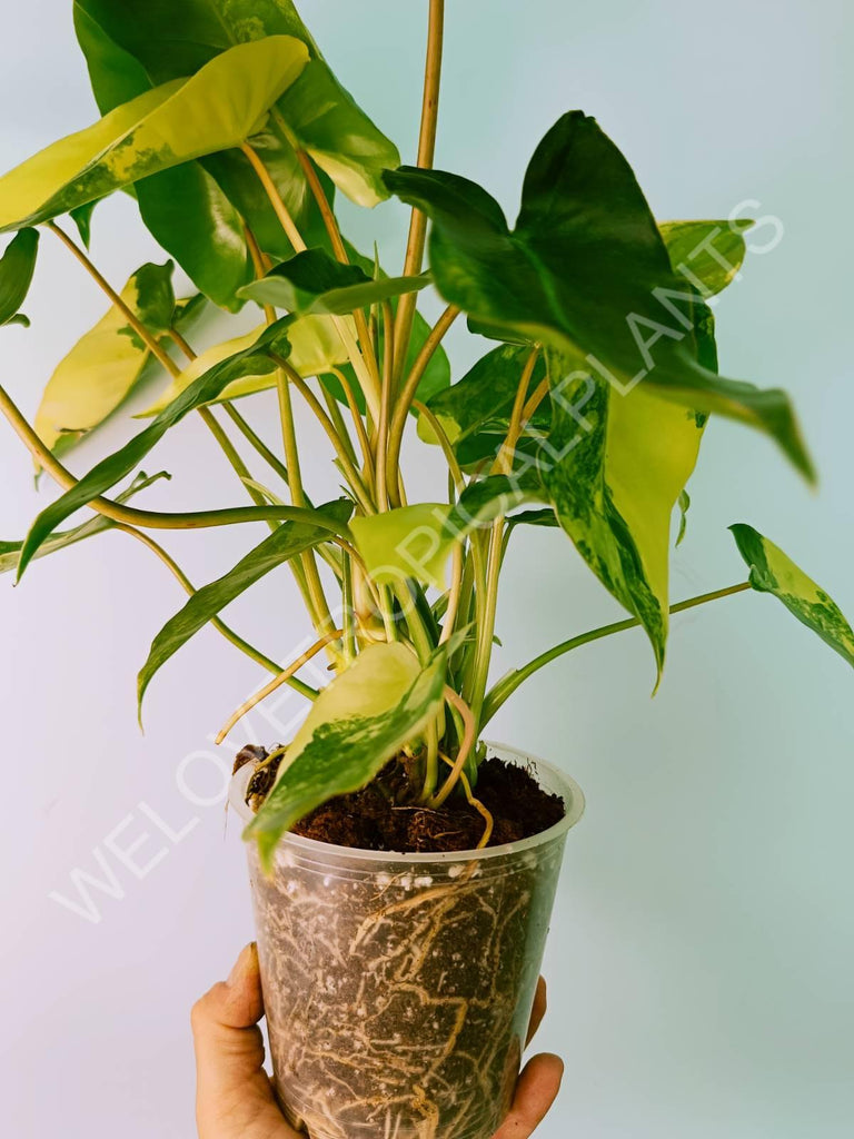 Philodendron burle marx variegata