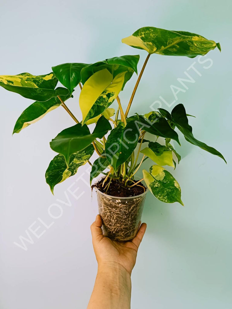 Philodendron burle marx variegata