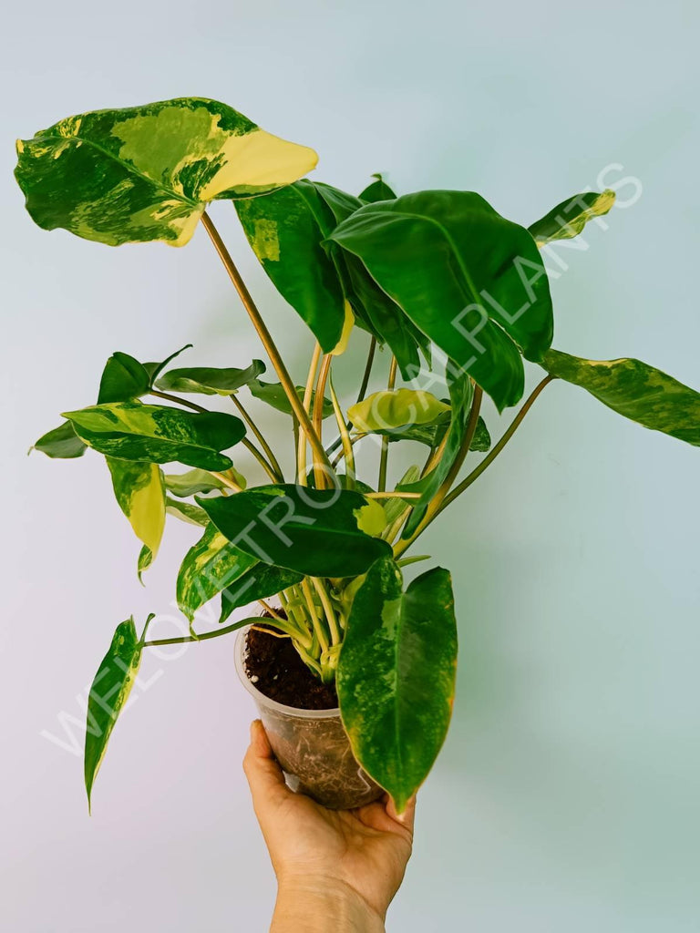 Philodendron burle marx variegata