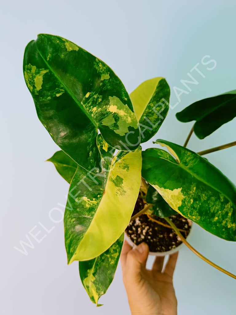 Philodendron burle marx variegata